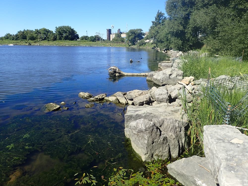 Stone, anchored wood, and aquatic plants along the restored Buffalo River shoreline at Katherine Street